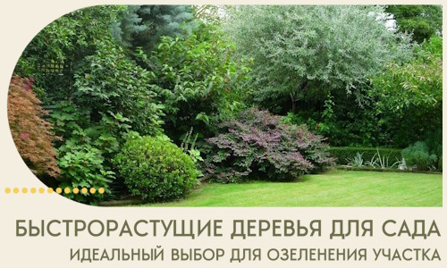 Быстрорастущие деревья для сада идеальный выбор в Ханты-Мансийске